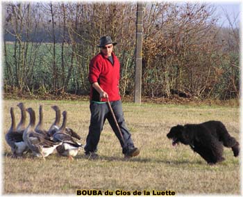 le bouvier des flandres et les oies - Elevage du CLOS DE LA LUETTE - COPYRIGHT DEPOSE